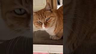 The cat occupied the food cart#vlog #funny #cat #shorts