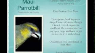 Native Hawaiian Birds of Hawaii and their Bird Calls