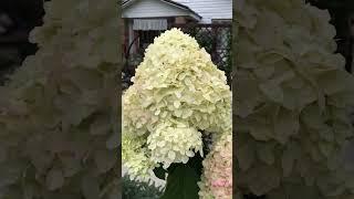 Гортензия метельчатая Лаймлайт/ Hydrangea paniculata Limelight