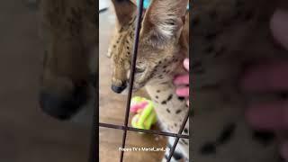 Floppa Yumi and Sogga Kira are Playing with Snow #caracal #serval