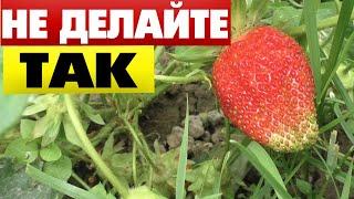 Ни когда не делайте так с клубникой!