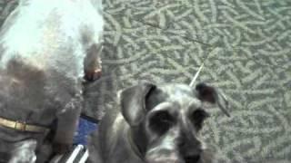 Video 11