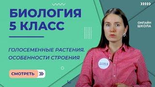 Голосеменные растения. Особенности строения. Видеоурок 29. Биология 5 класс