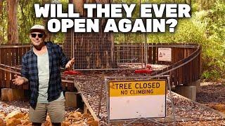 Will the Fire Trees Ever Be Open Again? Not Climbing the Gloucester & Bicentennial Trees