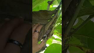 check the bird's nest again #fypシ゚viral #nest #nature #woodworking #shortvideo #viralvideo #animals