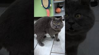 #119 Try Not To Laugh Cats And Dogs Videos  #funny #cute #reels