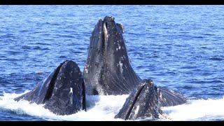 Wild Feeding Frenzy with Common Dolphins, and Humpback Whales in Monterey Bay, CA #travel