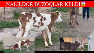 SHVES SIMMENTAL BUZOQLARI.DASTAFKA. B90 805 95 09