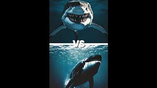 Great white shark vs. polar bear, walrus   Sperm whales vs. megarodon, killer whales, giant squid