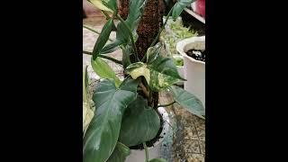 Installation of Plant Pole for Variegated Bipennifolium