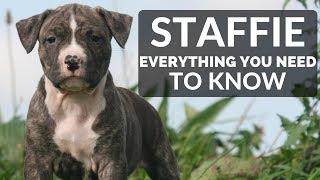 STAFFORDSHIRE BULL TERRIER 101 - Everything You Need To Know About Owning a Staffie Puppy