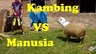 Aksi Lucu Kambing Nyeruduk || Bikin Manusia Emosi