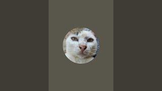 CAT LIFE MiKO is live!