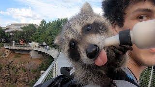 I Take My Baby Pet Raccoon Out In Public