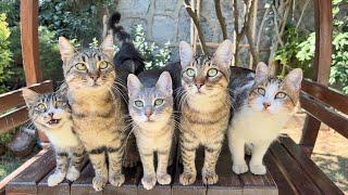 Cat Army Politely Demanding Treats