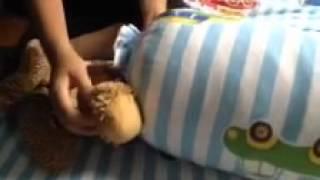 Attack Of The Teddy