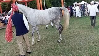 Arbiyan horse At Jodhpur marwari horse show 2023