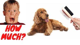 How Much Do Cocker Spaniels Shed? | Cocker Spaniel Shedding | CockerSpanielWorld.com