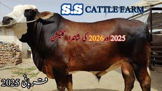 Qurbani 2025 or 2026 ki shandar collection  | S.S Cattle farm | Sindhi Cattle Market | April19, 2025
