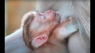 Amazing Baby Monkeys Binky vs Wink: The Shocking Truth