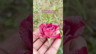 Love rose plant video Ravi,