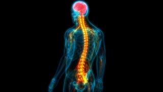 Spinal Cord Implants May Allow Paralyzed People to Walk |Medical Technology | Technologyscent