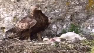 Каинизм. Птенец орла ест своего сородича