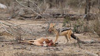 A Black-backed jackal scores a meal.