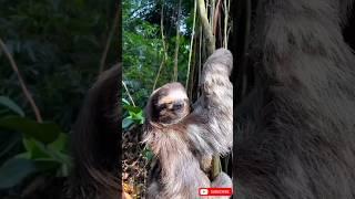 Meet the Worlds most Laziest Animal. #animals #shortsfeed #wildlife #slot#animallife