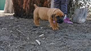 #Mintakaroo #Meisie #Boerboel