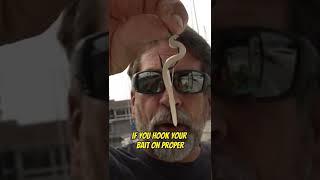 How to use Cut Squid for Bait! Part 4 #fishing #shorts