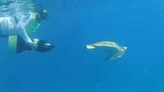 Turtle swim with Mermaid Adventures Tour St. Croix