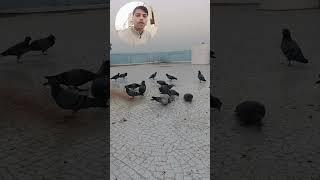jivdaya mom priya priyam love all animals and birds #new#viral