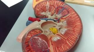 Urinary System by Luis Roxas, Kyle Connelly, and Ammar Aljanabi