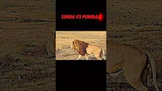 Lion vs warthog #trending #animals #wildlife #shortsvideo #lion #warthog #viralvideo #short