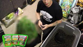 How To Grow Weed Outdoors w/Dr. Earth | Outdoor Super Soil | Transplanting | Compost Tea Recipe