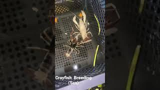 Crayfish Breeding #crayfish  #crayfishvideo  #lobster #fish  #fishtank  #aquarium