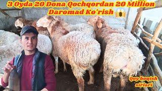 ZOTLI QO'CHQOR BOQISH SIRLARI20 TA QO'YDAN 3 OYDA 20 MLN DAROMAD #sirlari #boqish #qochqor