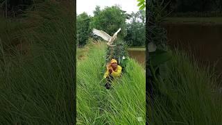 ‍️how to catch the bug #super #funny #video #South Korea# Indonesia# India#  #Vietnam# Italy#