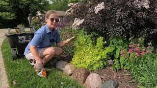 Work with me in the Garden - Deadheading Peonies & Pruning Spirea 
