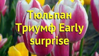 Тюльпан триумф Еарли Сюрпрайз. Краткий обзор, описание характеристик Early surprise