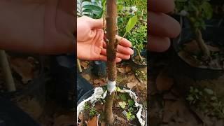 grafting skills #grafting #skills