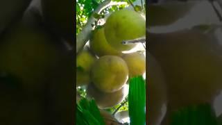 My Pomelo Fruits Plant on the ground  #gardening