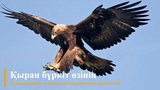 Қыран бүркіт өзінің балапандарына әкені қалай таңдайтынын білесіз бе? (Аудиокітап)