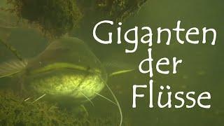 Giganten der Flüsse - Der europäische Wels (Silurus glanis) | mit Martin Maschka