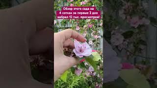 Видео с обзором сада на 4 сотках уже на канале и бьёт рекорды просмотров!