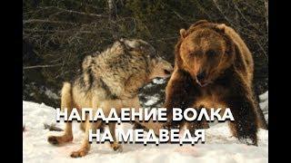 #1 Вести из леса. Нападение волков на медведей. Польша.