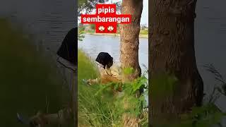 cewek pipis sembarangan #shorts# #meme #funny #funnyvideo #funnyshorts