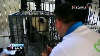 Indonesia Kedatangan Sepasang Panda dari Chengdu