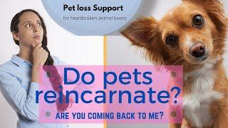 Do Pets Reincarnate ( Is my pet coming back? pet loss)